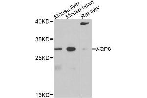 Western blot analysis of extracts of various cell lines, using AQP8 antibody. (Aquaporin 8 anticorps)