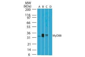 Image no. 1 for anti-Myeloid Differentiation Primary Response Gene (88) (MYD88) (AA 50-100) antibody (ABIN959910) (MYD88 anticorps  (AA 50-100))