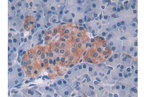 Detection of MAT2a in Human Pancreas Tissue using Polyclonal Antibody to Methionine Adenosyltransferase II Alpha (MAT2a)