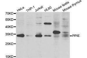 Western blot analysis of extracts of various cell lines, using PPIE antibody (ABIN5975469) at 1/1000 dilution. (PPIE anticorps)