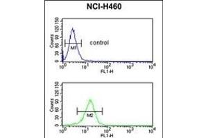 SERPINA4 Antibody (C-term) (ABIN391661 and ABIN2841572) flow cytometric analysis of NCI- cells (bottom histogram) compared to a negative control cell (top histogram). (SERPINA4 anticorps  (C-Term))