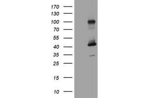 Image no. 1 for anti-Melanoma Antigen Family A, 9 (MAGEA9) antibody (ABIN1499264) (MAGEA9 anticorps)