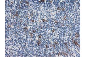 anti-Anaphase Promoting Complex Subunit 2 (ANAPC2) antibody