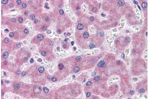 Anti-GFPT1 antibody  ABIN960779 IHC staining of human liver.