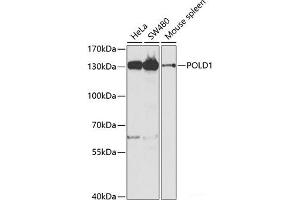 Western blot analysis of extracts of various cell lines using POLD1 Polyclonal Antibody at dilution of 1:1000. (POLD1 anticorps)