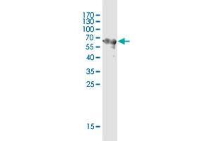 Western Blot detection against Immunogen (62.