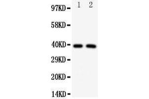 Western Blotting (WB) image for anti-Interferon Regulatory Factor 2 (IRF2) (AA 249-266), (C-Term) antibody (ABIN3043040) (IRF2 anticorps  (C-Term))