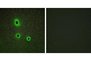 Peptide - +Immunofluorescence analysis of A549 cells, using EFNA5 antibody. (Ephrin A5 anticorps  (Internal Region))