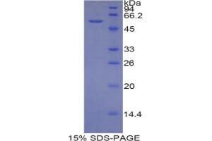 SDS-PAGE analysis of Mouse CUZD1 Protein. (CUZD1 Protéine)