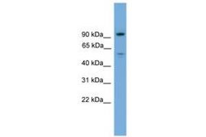 Image no. 1 for anti-Chromosome 16 Open Reading Frame 71 (C16ORF71) (AA 431-480) antibody (ABIN6746358) (C16ORF71 anticorps  (AA 431-480))