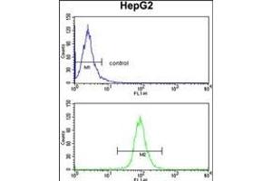 TNFAIP2 Antibody (Center) (ABIN390522 and ABIN2840874) flow cytometry analysis of HepG2 cells (bottom histogram) compared to a negative control cell (top histogram). (TNFAIP2 anticorps  (AA 456-484))