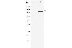 Western blot analysis of M-CSF Receptor phosphorylation expression in LPS treated 293 whole cell lysates,The lane on the left is treated with the antigen-specific peptide.