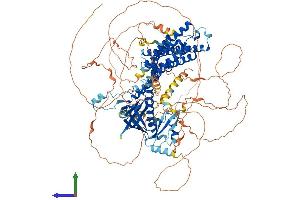 AlphaFold protein structure predicition of Mouse Recombinant Plekhg5 Protein, UniprotID Q66T02