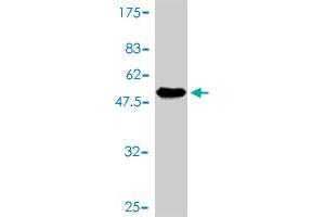 Western Blot detection against Immunogen (56.