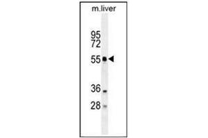 Western blot analysis in mouse liver tissue lysates using ATG4D Antibody (N-term) Cat. (ATG4D anticorps  (N-Term))
