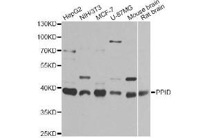 Western blot analysis of extracts of various cell lines, using PPID antibody (ABIN5974177) at 1/1000 dilution. (PPID anticorps)
