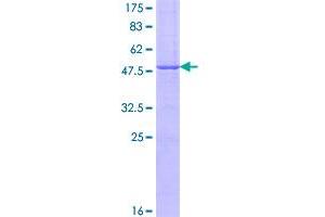Image no. 1 for Immunoglobulin Superfamily, Member 6 (IGSF6) (AA 29-241) protein (GST tag) (ABIN1307628)