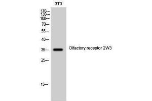 Western Blotting (WB) image for anti-Olfactory Receptor, Family 2, Subfamily W, Member 1-Like (OR2W3) (Internal Region) antibody (ABIN3186078) (OR2W3 anticorps  (Internal Region))