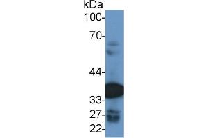 Detection of MDH2 in Human K562 cell lysate using Polyclonal Antibody to Malate Dehydrogenase 2 (MDH2)