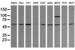 Image no. 3 for anti-Tripartite Motif Containing 38 (TRIM38) (AA 1-265) antibody (ABIN1490679) (TRIM38 anticorps  (AA 1-265))