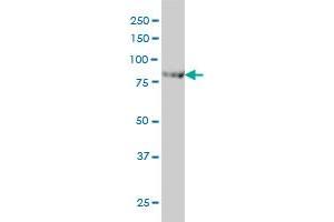 CENTB2 monoclonal antibody (M01), clone 4G3 Western Blot analysis of CENTB2 expression in HeLa .