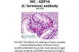 Image no. 2 for anti-Growth Differentiation Factor 15 (GDF15) (C-Term) antibody (ABIN1734659) (GDF15 anticorps  (C-Term))