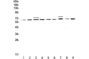 Western blot testing of rat 1) testis, 2) thymus, 3) brain, 4) lung and mouse 5) testis, 6) thymus, 7) brain, 8) lung and 9) HEPA1-6 lysate with CDC45 antibody at 0. (CDC45 anticorps)