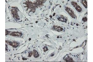 Image no. 6 for anti-Protein Disulfide Isomerase Family A, Member 3 (PDIA3) antibody (ABIN1498107)