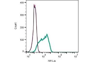 anti-Glutamate Receptor, Metabotropic 1 (GRM1) (AA 501-516), (Extracellular) antibody