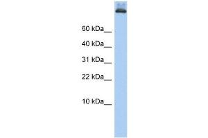 COPA antibody used at 1 ug/ml to detect target protein. (COPA anticorps  (Middle Region))