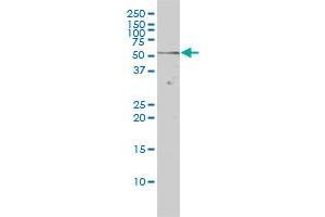 NR1D2 monoclonal antibody (M01), clone 1G2 Western Blot analysis of NR1D2 expression in Hela .