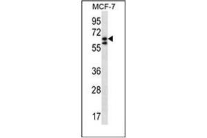 Western blot analysis of POGK Antibody (N-term) in MCF-7 cell line lysates (35ug/lane). (POGK anticorps  (N-Term))