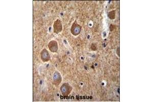 K6 Antibody (Center) (ABIN656098 and ABIN2845441) immunohistochemistry analysis in formalin fixed and raffin embedded human brain tissue followed by peroxidase conjugation of the secondary antibody and DAB staining. (PAK6 anticorps  (AA 268-297))