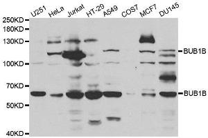 Western blot analysis of extracts of various cell lines, using BUB1B antibody. (BUB1B anticorps  (AA 1-260))