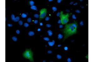 Anti-ASNS mouse monoclonal antibody (ABIN2454971) immunofluorescent staining of COS7 cells transiently transfected by pCMV6-ENTRY ASNS (RC215380). (Asparagine Synthetase anticorps)