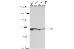 Western blot analysis of extracts of various cell lines, using MEIS1 antibody (ABIN7268449) at 1:1000 dilution. (MEIS1 anticorps)