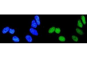 IF analysis of Rab9/RAB9A using anti-Rab9/RAB9A antibody (ABIN3044539). (RAB9A anticorps  (C-Term))