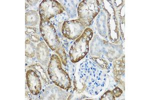 Immunohistochemistry of paraffin-embedded mouse kidney using CNPY2 Rabbit pAb  at dilution of 1:100 (40x lens). (CNPY2/MSAP anticorps  (AA 1-182))