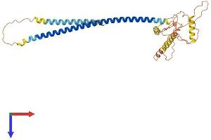 AlphaFold protein structure predicition of Mouse Recombinant Ccdc54 Protein, UniprotID Q9DAL3