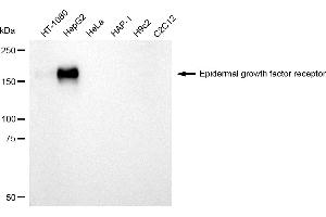 Western blotting analysis using Epidermal growth factor receptor antibody (ABIN7798477). (EGFR anticorps)