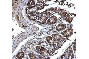 anti-Prolyl 4-Hydroxylase, beta Polypeptide (P4HB) antibody