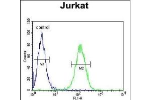 anti-UTP6, Small Subunit (SSU) Processome Component, Homolog (UTP6) (AA 16-43), (N-Term) antibody
