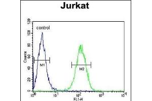 UTP6 Antibody (N-term) (ABIN651489 and ABIN2840264) flow cytometric analysis of Jurkat cells (right histogram) compared to a negative control cell (left histogram). (UTP6 anticorps  (N-Term))
