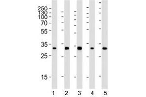 Western blot analysis of lysate from 1) 293, 2) HeLa, 3) mouse NIH3T3, 4) rat PC-12 and 5) rat brain tissue using RPS6 antibody at 1:2000.