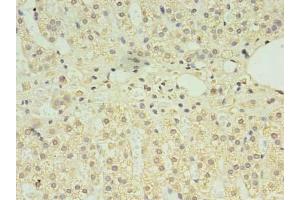 Immunohistochemistry of paraffin-embedded human adrenal gland tissue using ABIN7146897 at dilution of 1:100