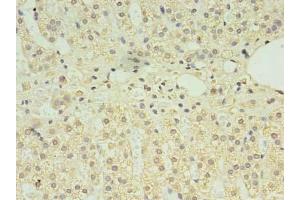 Immunohistochemistry of paraffin-embedded human adrenal gland tissue using ABIN7146897 at dilution of 1:100 (CLPB anticorps  (AA 1-350))
