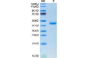 Mouse CALCA/CGRP on Tris-Bis PAGE under reduced condition.