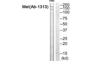 Western blot analysis of extracts from K562 cells, using Met (epitope around residue 1313) antibody. (c-MET anticorps)