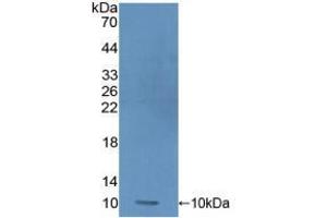 Western blot analysis of recombinant Human PRM1. (PRM1 anticorps  (AA 2-51))