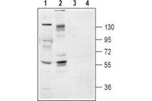 Western blot analysis of rat brain membranes (lanes 1 and 3) and HEK-TrkB transfected cell lysates (lanes 2 and 4): - 1,2.